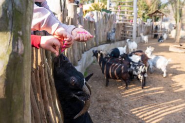 Olomouc, Çek Cumhuriyeti, 23 Mart 2025: Hayvanat bahçesindeki hayvanlar. Keçi