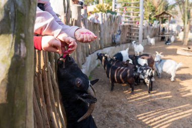 Olomouc, Çek Cumhuriyeti, 23 Mart 2025: Hayvanat bahçesindeki hayvanlar. Keçi