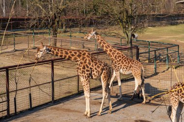 Olomouc, Çek Cumhuriyeti, 23 Mart 2025: Hayvanat bahçesindeki hayvanlar. Zürafa