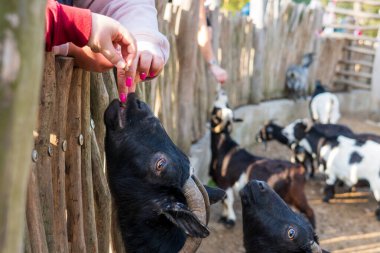 Olomouc, Çek Cumhuriyeti, 23 Mart 2025: Hayvanat bahçesindeki hayvanlar. Keçi