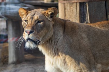 Olomouc, Çek Cumhuriyeti, 23 Mart 2025: Hayvanat bahçesindeki hayvanlar. Barbar aslan.