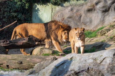 Olomouc, Çek Cumhuriyeti, 23 Mart 2025: Hayvanat bahçesindeki hayvanlar. Barbar aslan.