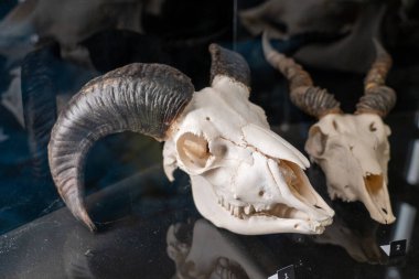 Olomouc, Çek Cumhuriyeti, 23 Mart 2025: Hayvanat bahçesindeki hayvanlar. Bir sürü hayvan kafatası. 