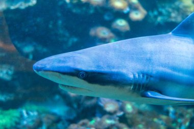 Olomouc, Çek Cumhuriyeti, 23 Mart 2025: Hayvanat bahçesindeki hayvanlar. Köpekbalığı.