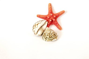 Beyaz bir arka plan üzerinde deniz kabuklarını bileşimi