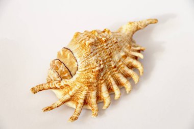 Beyaz bir arka plan üzerinde deniz kabuklarını bileşimi