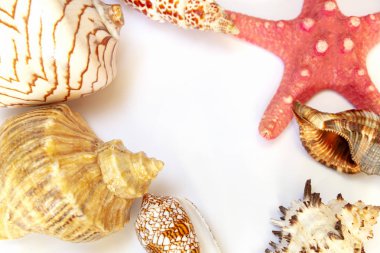 Beyaz bir arka plan üzerinde deniz kabuklarını bileşimi