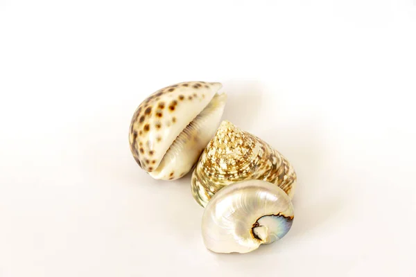 Composition Seashells White Background — Stock Photo, Image