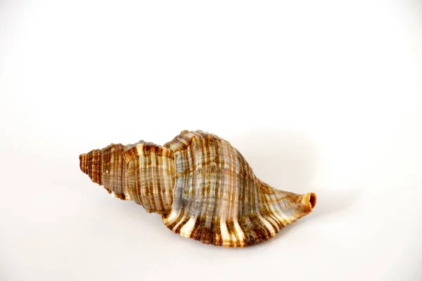 白色背景上的贝壳成分 — 图库照片