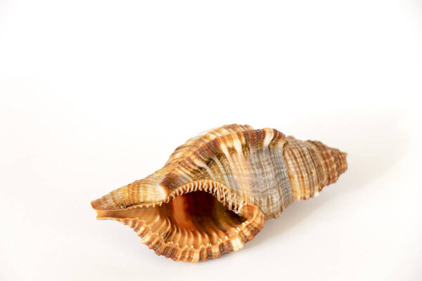 composition of seashells on a white background