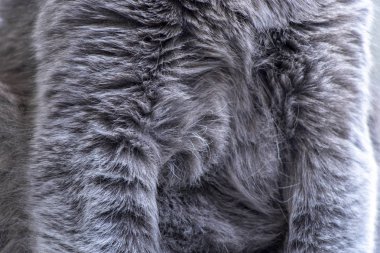 Gri kedi kürk - arka plan
