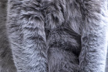 Gri kedi kürk - arka plan