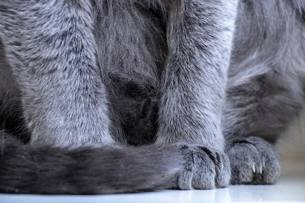 paws and tail of a gray cat