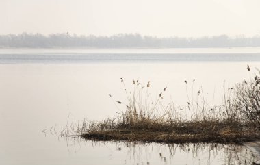 Ukrayna'da erken Bahar Dinyeper Nehri üzerinde kuru sazlık
