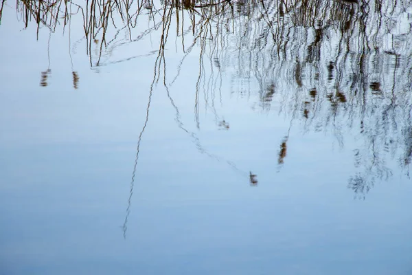 Reflectarea Stufurilor Uscate Apa Albastră Râului Nipru — Fotografie, imagine de stoc