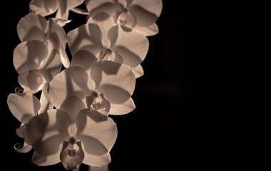 Siyah arkaplanda beyaz orkide