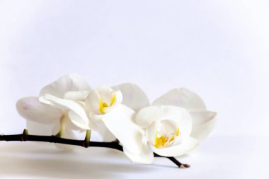 Beyaz arkaplanda beyaz orkide