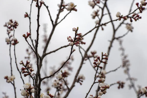 ウクライナの早春に咲くアプリコット — ストック写真