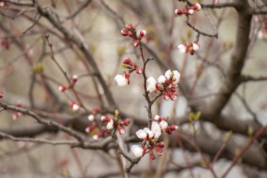 Ukrayna 'nın erken baharında çiçeklenme kayısı