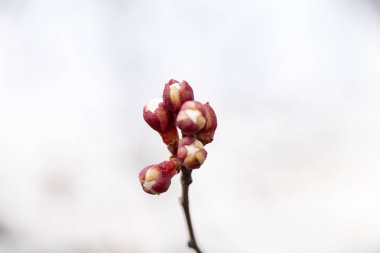 erken baharda çiçeklenme kayısı