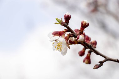erken baharda çiçeklenme kayısı