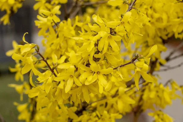 Zářivě Žluté Květiny Kvetou Křoví — Stock fotografie