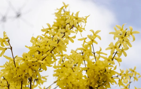 Zářivě Žluté Květiny Kvetou Křoví — Stock fotografie