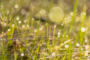 Baharda sabah erken saatlerde güneşin ışınlarına Çiy damlaları ile yeşil çimen
