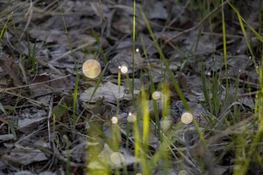Baharda sabah erken saatlerde güneşin ışınlarına Çiy damlaları ile yeşil çimen