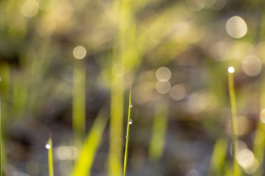 Baharda sabah erken saatlerde güneşin ışınlarına Çiy damlaları ile yeşil çimen
