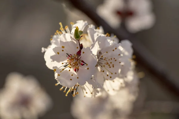 Fleurs Abricot Début Printemps — Photo