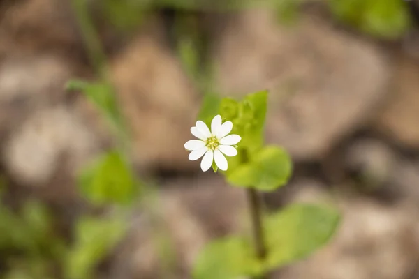 Kleine Weiße Wildblumen Vorfrühling Wald — Stockfoto