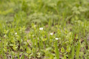 small white wildflowers in early spring in the forest