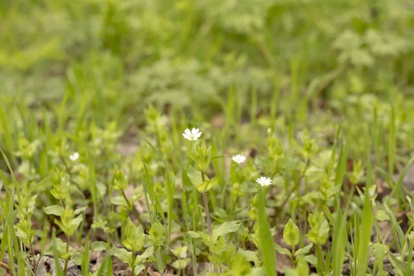 Small White Wildflowers Early Spring Forest — Stok fotoğraf