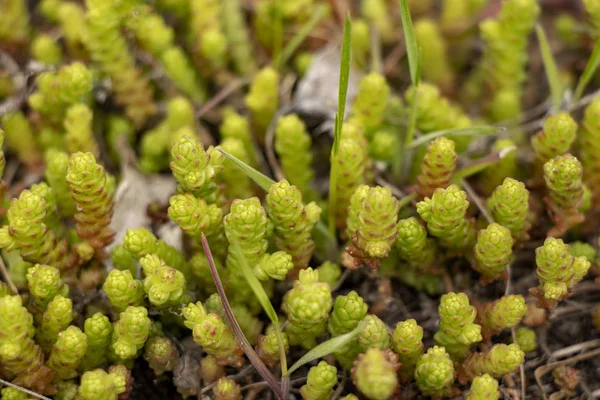 Grünes Gras Vorfrühling Wald — Stockfoto