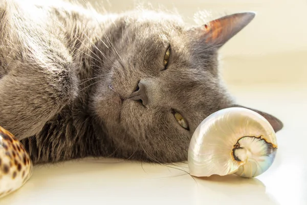 Domestic Cat Lying Windowsill Next Seashells — Stock Photo, Image