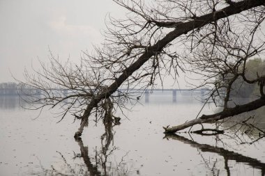 arka planda bir erken bahar sabahı Dinyeper boyunca ağaçlar sis bir şehir köprüsü
