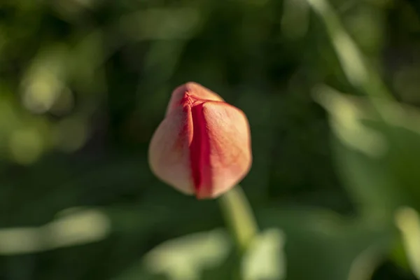 Tulipa Dia Ensolarado Brilhante Parque Canteiro Flores — Fotografia de Stock