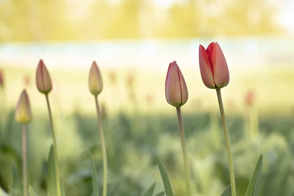 Tulipa Dia Ensolarado Brilhante Parque Canteiro Flores — Fotografia de Stock