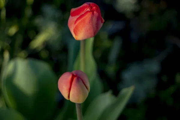 Tulipa Dia Ensolarado Brilhante Parque Canteiro Flores — Fotografia de Stock