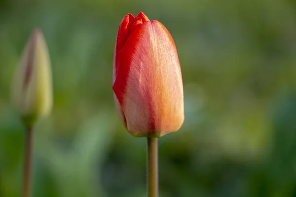 Tulipa Dia Ensolarado Brilhante Parque Canteiro Flores — Fotografia de Stock