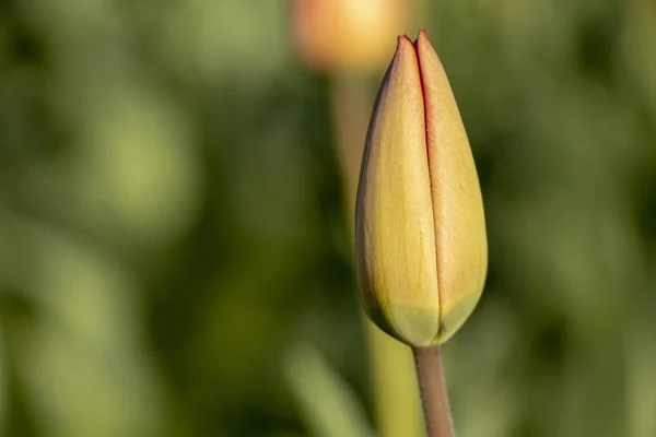 Tulipán Día Soleado Brillante Parque Macizo Flores — Foto de Stock