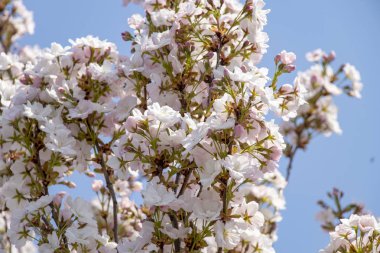 erken sabah Ukrayna'da ilkbaharda açan ağaç