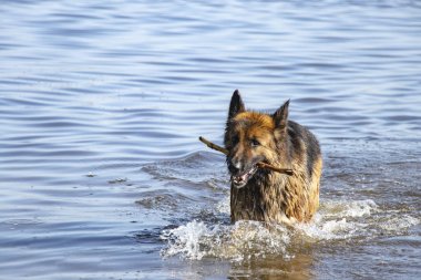 Alman çoban Dinyeper Nehri'nde sıcak bir yaz gününde yüzer