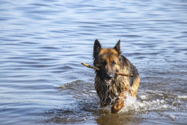 Alman çoban Dinyeper Nehri'nde sıcak bir yaz gününde yüzer