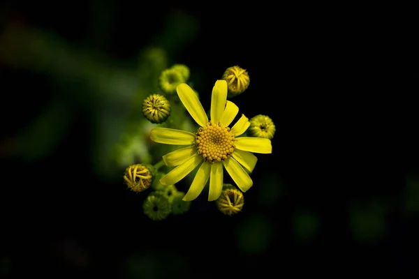 yellow flower close-up on a dark plan early in the spring