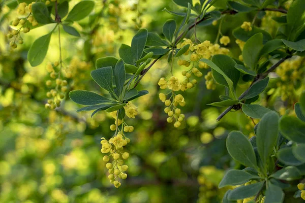 Arbusto Flores Amarelo Verde Início Manhã Maio Ucrânia — Fotografia de Stock