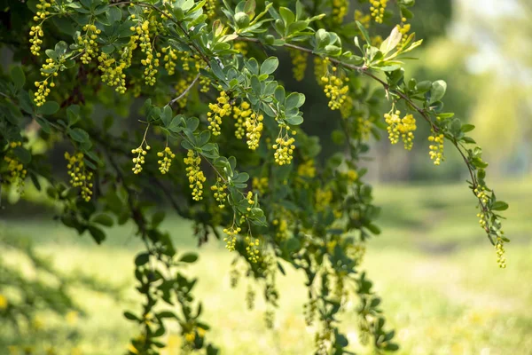 Arbusto Flores Amarelo Verde Início Manhã Maio Ucrânia — Fotografia de Stock