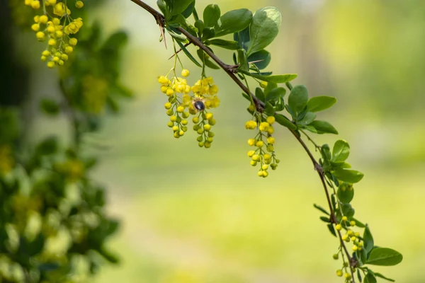 Buisson Fleurs Jaune Vert Tôt Matin Mai Ukraine — Photo