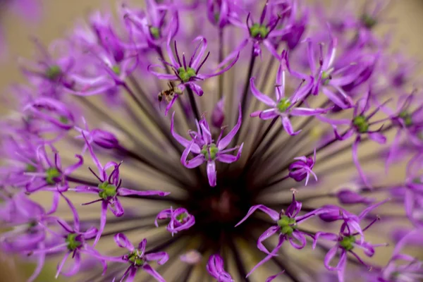 Lila Blume Runde Form Mit Kleinen Blüten — Stockfoto